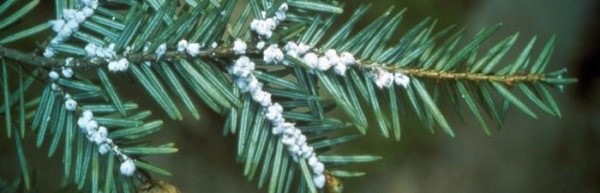Hemlock Woolly Adelgid infestation on a hemlock